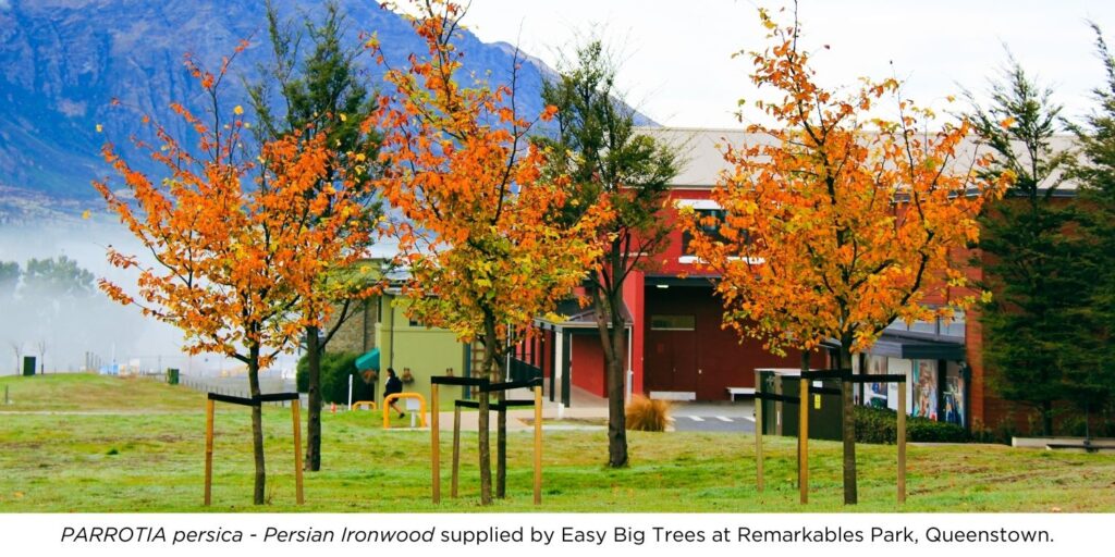 Beautiful orange colours trees at Remarkables Park, Queenstown.