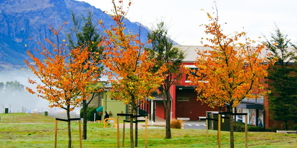 Beautiful orange colours trees at Remarkables Park, Queenstown, Persian Ironwood.