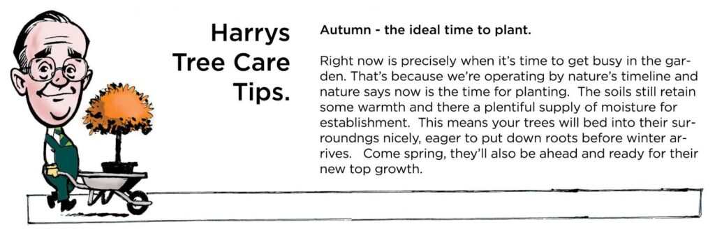 Harry Autumn Planting Tip