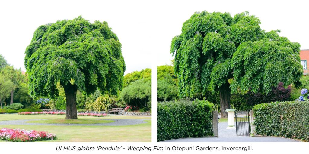 2 different photos of ULMUS glabra pendula - Weeping Elm tree featuring at Otepuni Gardens, Invercargill.