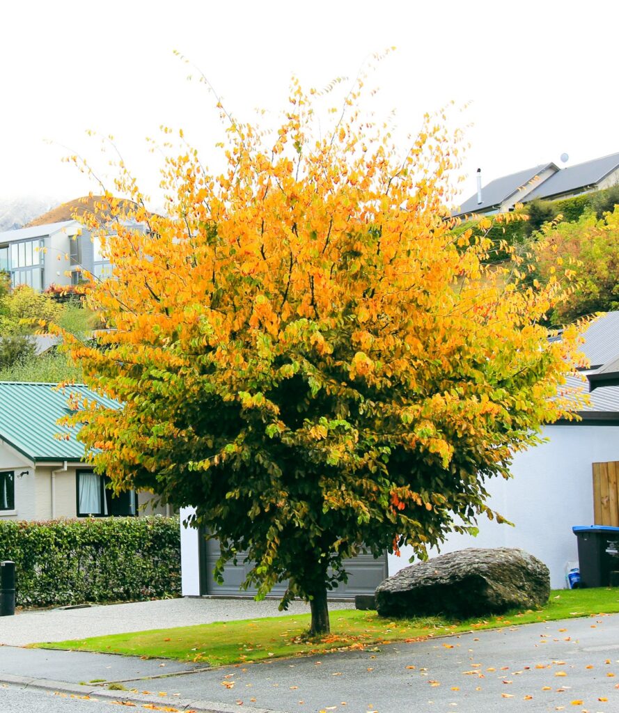 PARROTIA persica tree with green and yellow leaves in Mcdonnel Road, Arrowtown.
