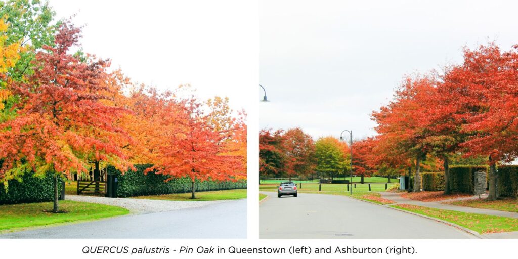Amazing Autumn colours QUERCUS palustris - Pink Oak trees in Queenstown and Ashburton streetscapes.