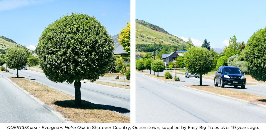 Quercus ilex - Evergreen Holm Oak trees in an avenue in Shotover Country, Queenstown, supplied by Easy Big Trees over 10 years ago.