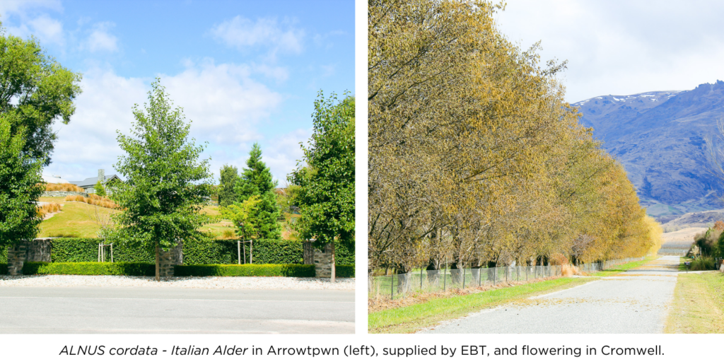 Banner with two images of Alnus Cordata, Italian Alder. One showing beautiful the trees supplied by Easy Big Trees at Millbrook, Arrowtown, and one photo with flowering Italian Alder in a rural avenue in Cromwell.