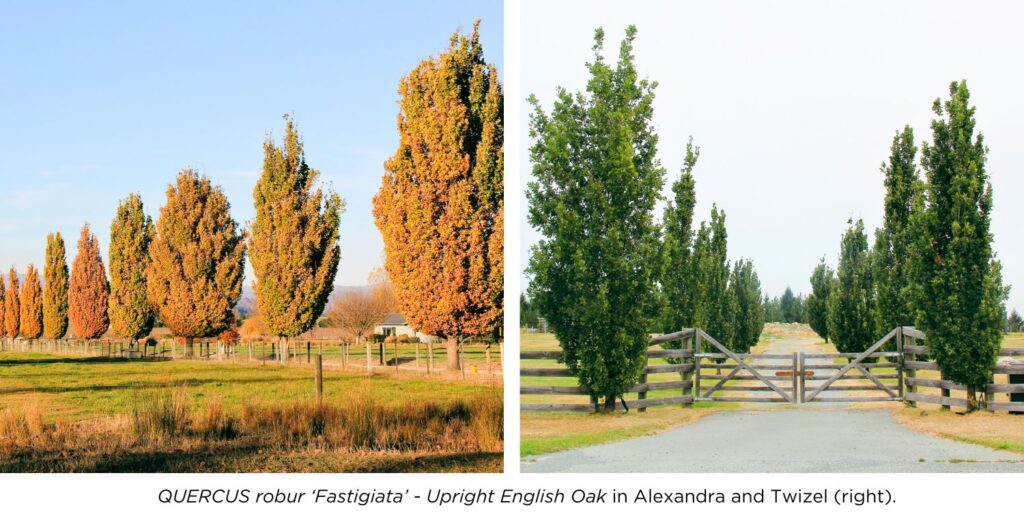 Two lovely photos pf Quercus robur Fastigiata, Upright English Oak tree in Alexandra, Autumn and Twizel, during Summer time.