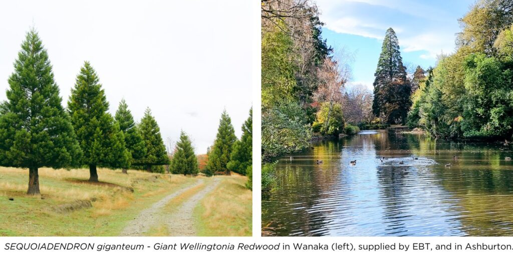 Top 5 Rural & Farm Avenue Trees | Easy Big Trees | New Zealand