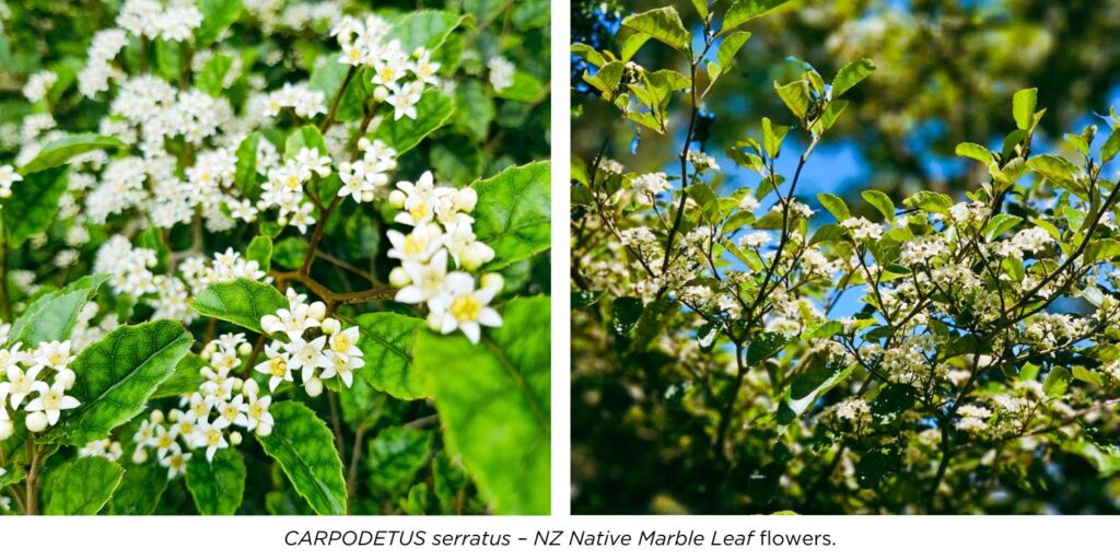 Two nice closeup pictures of Carpodetus serratus, NZ Native Marble Leaf flowers