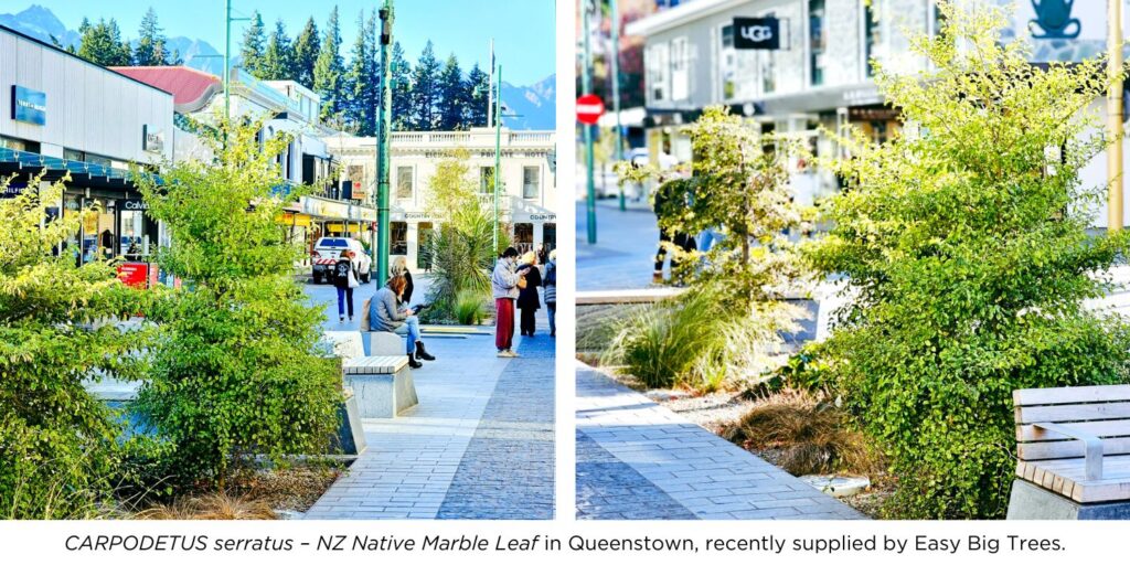 CARPODETUS serratus - NZ Native Marble Leaf in Queenstown streetscapes, recently supplied by Easy Big Trees.