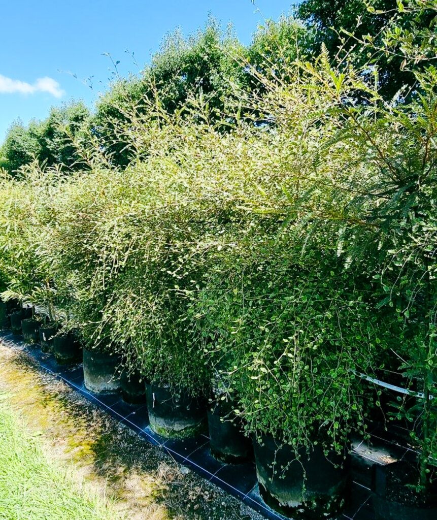 Carpodetus serrata, NZ Native Marble Leaf in 80L container, 2m+ height, 7 years old.