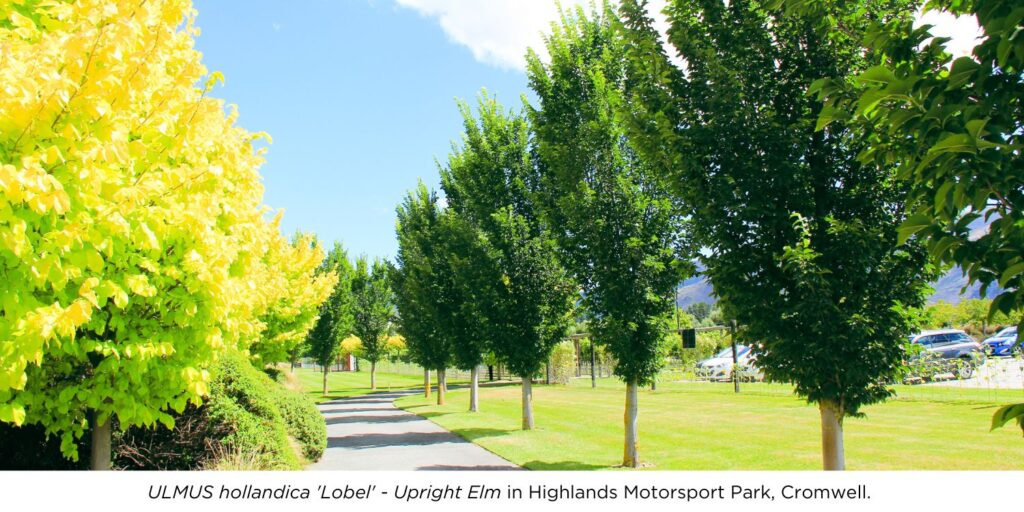 ULMUS hollandica 'Lobel' - Upright Elm trees avenue in Highlands Motorsport Park, Cromwell.