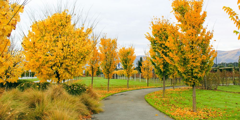 Read more about the article Emma’s Tree of the Month: ULMUS hollandica ‘Lobel’ – Upright Elm