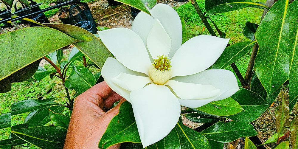 Closeup photo on someone holding a Magnolia grandiflora Kay Paris white flower.