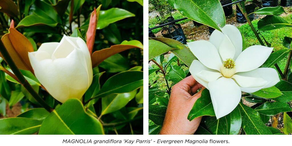 Beautiful Magnolia grandiflora Kay Parris, Evergreen Magnolia white flowers closeup.