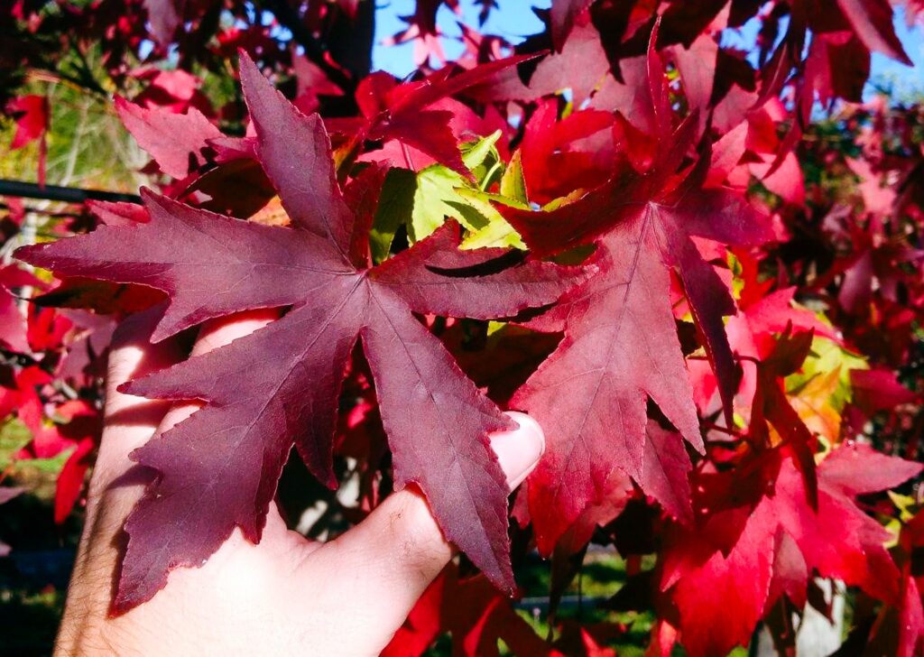 Close up on Liquidambar Worplesdon red crimson foliage