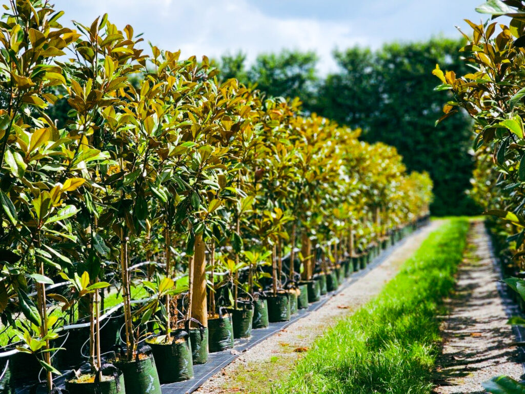 Beautiful aisle of Magnolia Blanchard 2 meters height, with lush green leaves at Easy Big Trees nursery.