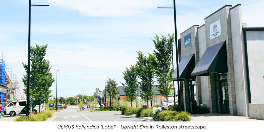 Green foliage ULMUS hollandica 'Lobel' trees line in Rolleston Streetscape.