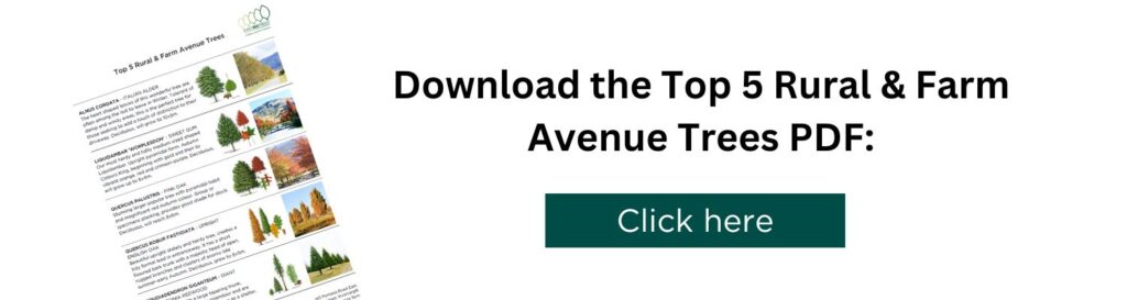 Banner to click and download the Top 5 Rural & Farm Avenue Trees PDF