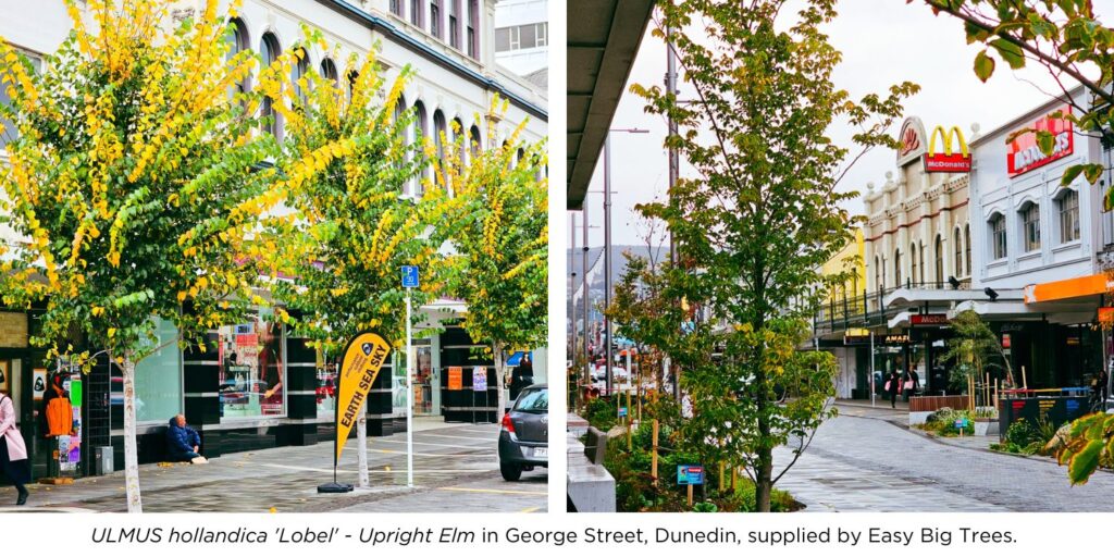 Beautiful green and yellow-golden foliage ULMUS 'Lobel' in George Street, Dunedin, supplied by Easy Big Trees.