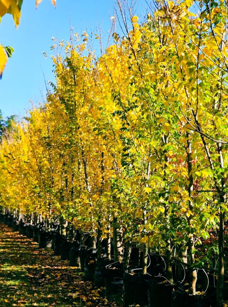 Light green and yellow leaves Ulmus Lobel trees line in 80 Litres container at Easy Big Trees Nursery.