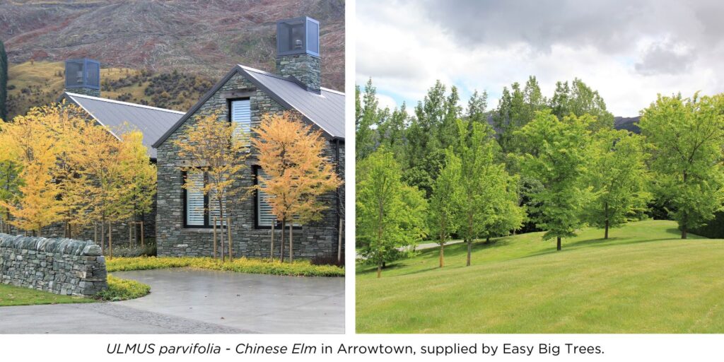 Two photos of Ulmus parvifolia - Chinese Elm trees in Arrowtown. One with yellow-orange Autumn colours and other with lush green Summer foliage. Both supplied by Easy Big Trees.