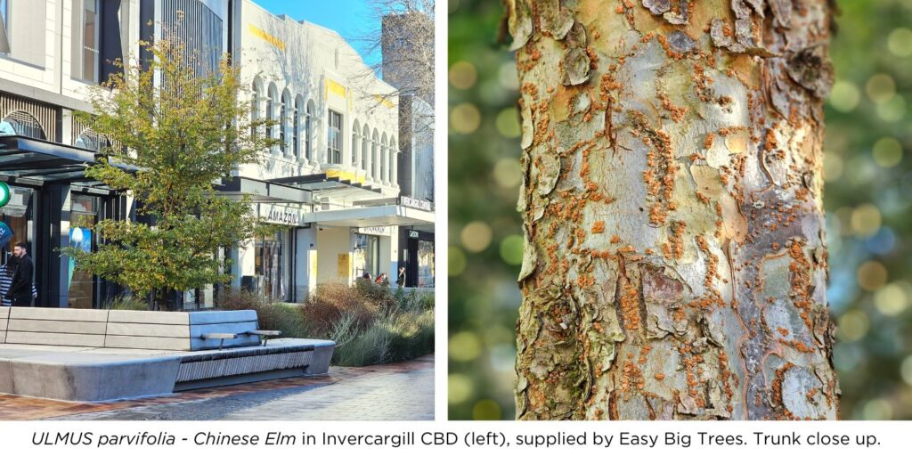 Ulmus parvifolia - Chinese Elm tree in Invercargill CBD, supplied by Easy Big Trees and a trunk close up