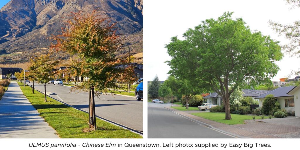 Banner with photos of Ulmus parvifolia - Chinese Elm trees in Queenstown, Central Otago.