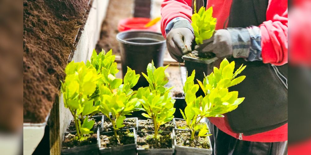 Matty, from Easy Big Trees production team, potting plants.