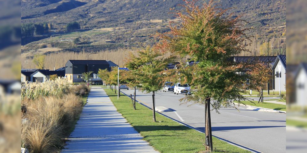 Beautiful line of Ulmus parvifolia, Chinese Elm trees in Hanleys Farm avenue.