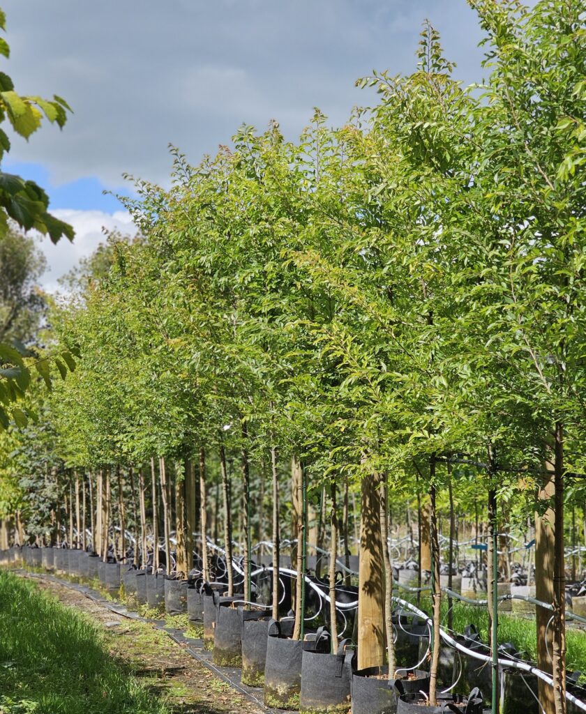 Ulmus parvifolia - Chinese Elm trees at Easy Big Trees Nursery, with vibrant green foliage in Summer time