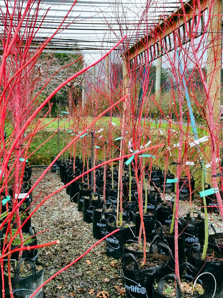 Amazing red bark colour of Acer Senkaki tree in Winter season.