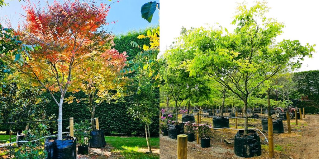 Zelkova serrata, Japanese Elm in 1000L containers. 2 photos banner. One with green Summer leaves and other with Autumn yellow-orange foliage.