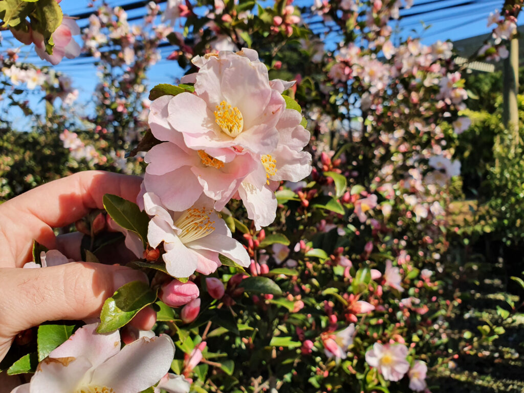 Beautiful Camellia Fairy Blush pink flowers at Easy Big Trees Nursery.