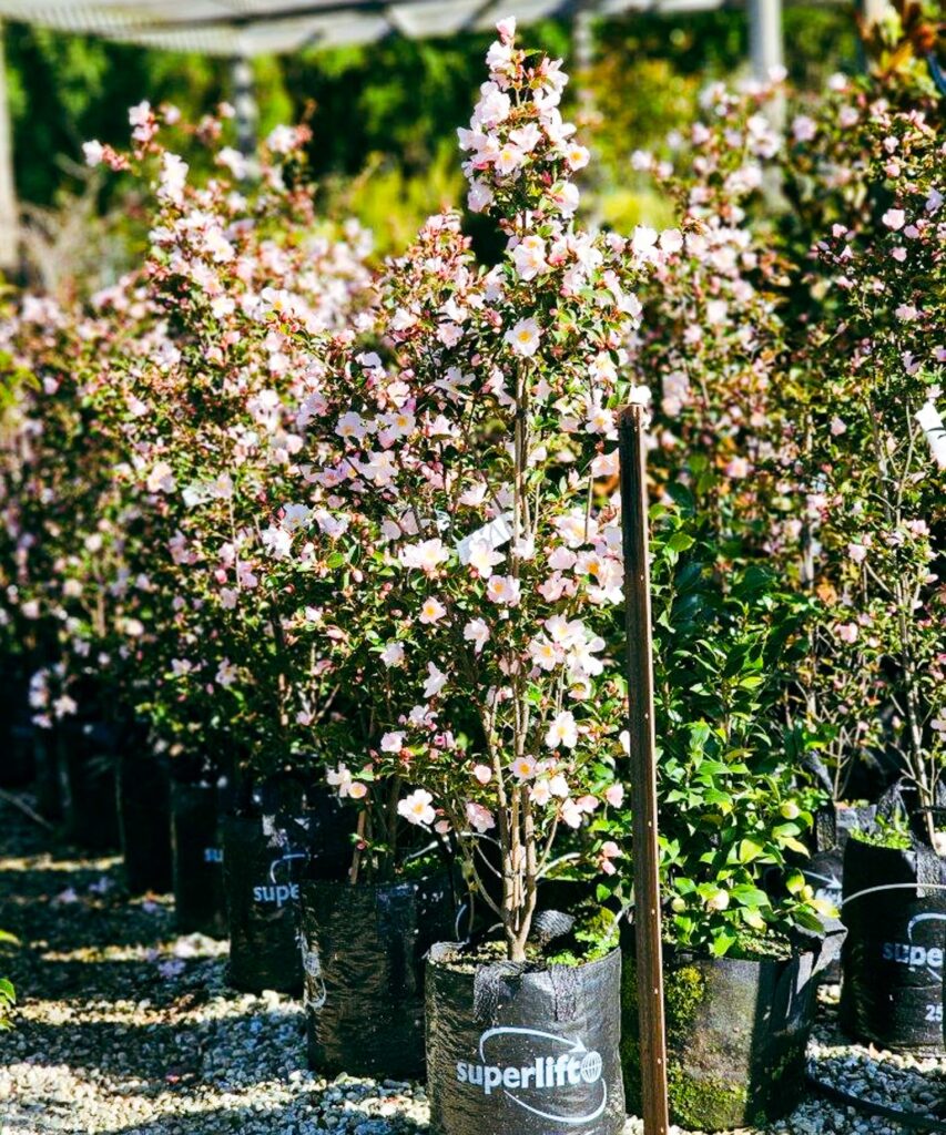 Pots with Camellia Fairy Blush tree in flower.