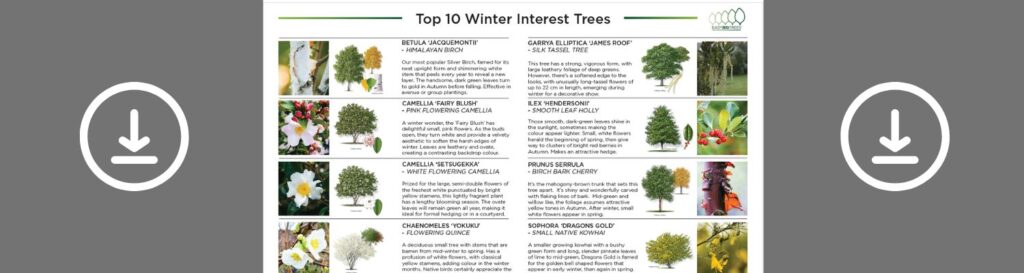 Banner to download the Top 10 Winter Interest Trees PDF.