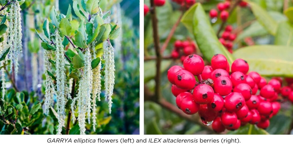 Garrya elliptica white flowers and ILEX altaclerensis red berries close-up.