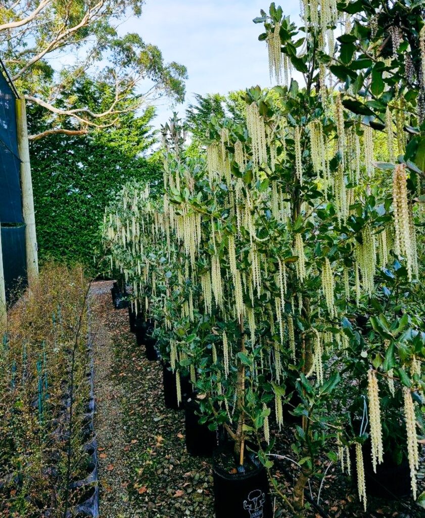 Garrya elliptica James Roof trees with long tassel yellow-creamy flowers.