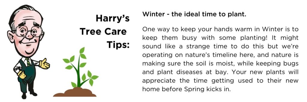 Harry Winter planting tips: One way to keep your hands warm in Winter is to keep them busy with some planting! It might sound like a strange time to do this but we’re operating on nature’s timeline here, and nature is making sure the soil is moist, while keeping bugs and plant diseases at bay. Your new plants will appreciate the time getting used to their new home before Spring kicks in.