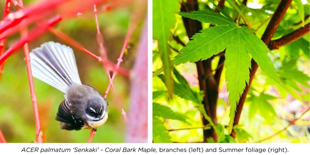 A bird in Acer Senkaki red branches in Winter and green foliage in Summer.