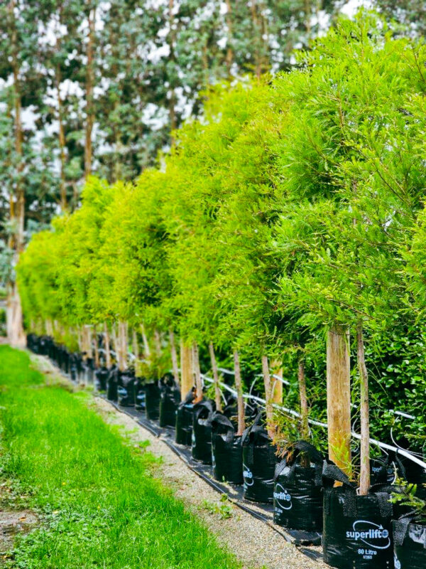 Taxodium distichum - Swamp Cypress with lush green foliage Summer colour.