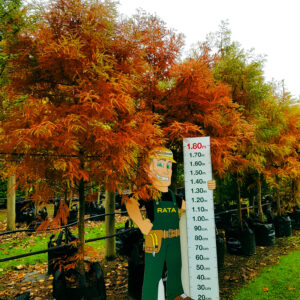 TAXODIUM distichum – Swamp Cypress