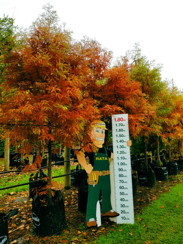 Taxodium distichum - Swamp cypress 80L container at Easy Big Trees nursery