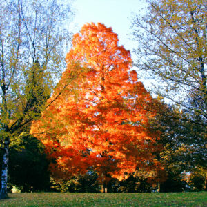 TAXODIUM distichum – Swamp Cypress