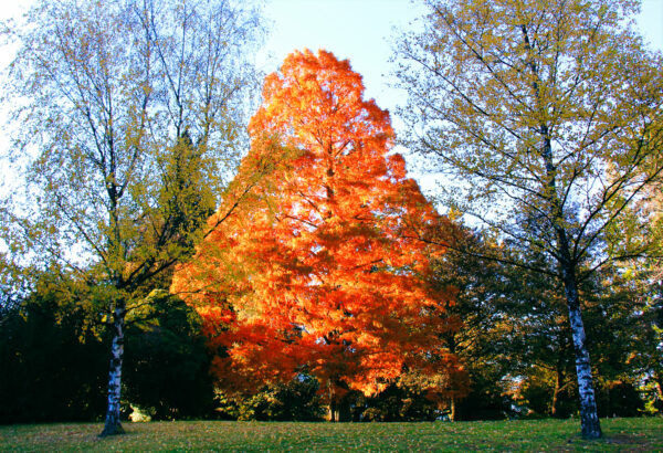 Taxodium distichum - Swamp Cypress in Queenstown Gardens