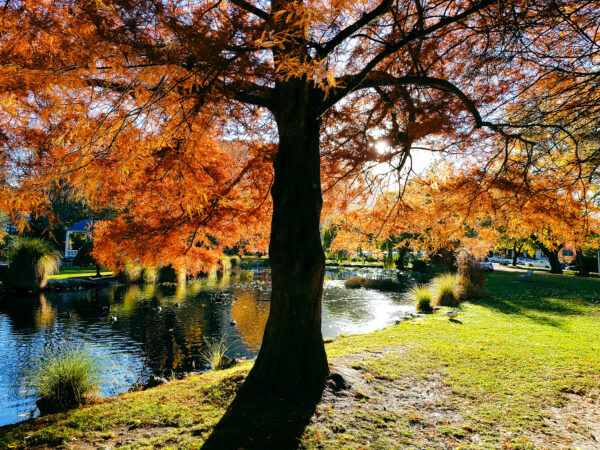 Big Taxodium distichum - Swamp Cypress with amazing orange Autumn colours by the lake in Queenstown Gardens.