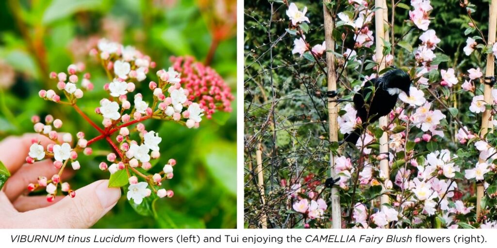 Close-up image of Viburnum tinus Lucidum white flowers and Tui enjoying the Camellia Fairy Blush flowers.