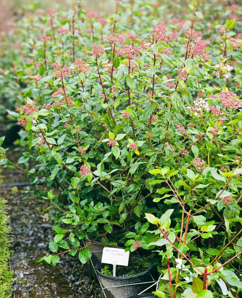 Small bushy Viburnum tinus Lucidum with pink flowers.