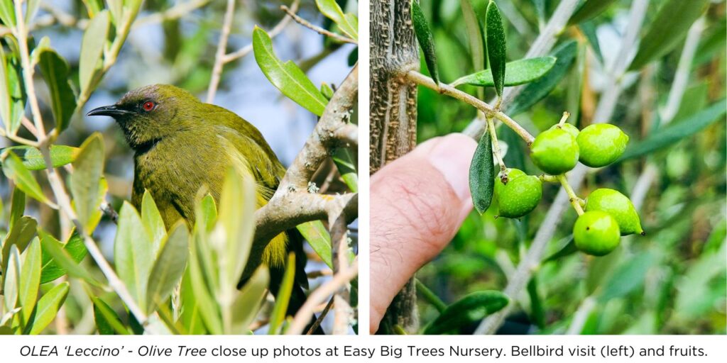 OLEA 'Leccino' - Olive Tree close up photos at Easy Big Trees Nursery. Bellbird visit and olive fruits.