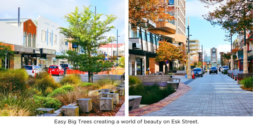 Easy Big Trees creating a world of beauty on Esk Street.