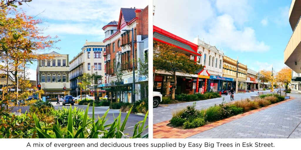 A mix of evergreen and deciduous trees supplied by Easy Big Trees in Esk Street.