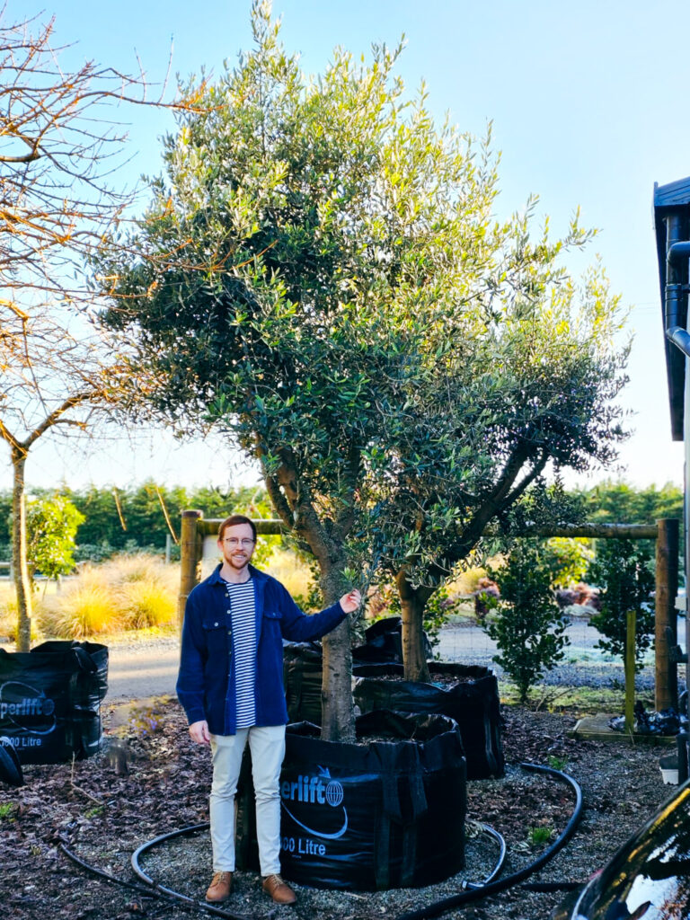 George from Easy Big Trees Sales & Nursery Support team by a 1000L container beautiful OLEA 'Frantoio' - Olive Tree